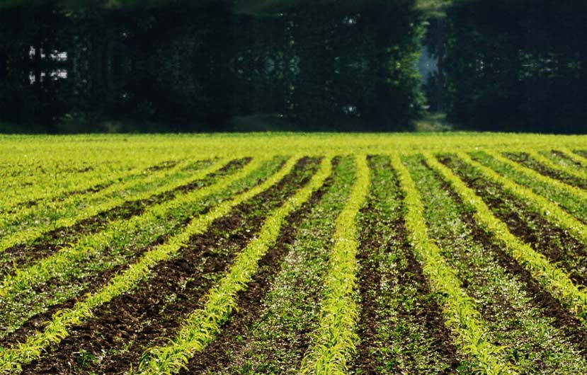farm img farm img